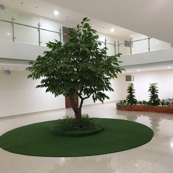 Cây Si Gỉa 06