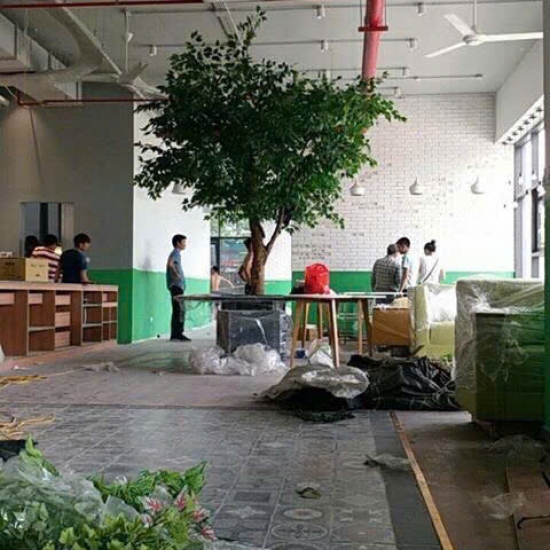 Cây Si Gỉa 06