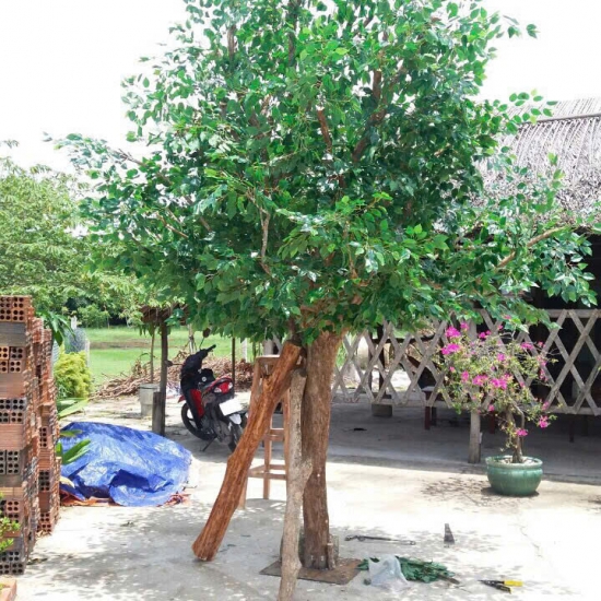 Cây Si Gỉa 05