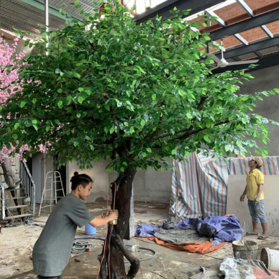 Cây Si Gỉa 05