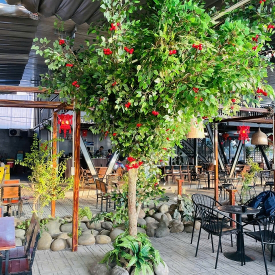 Cây Si Gỉa 05