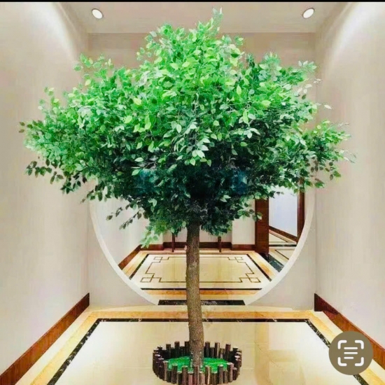 Cây Si Gỉa 05