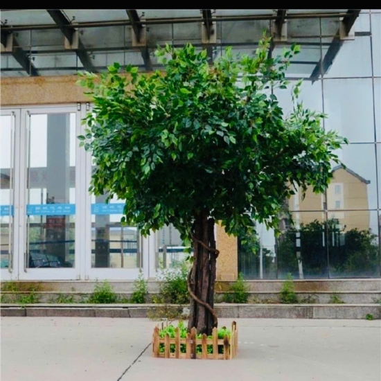 Cây Si Gỉa 05