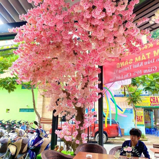 CÔNG TRÌNH CÂY ĐÀO NHẬT BẢN