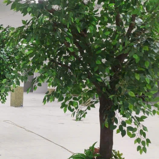 Cây Si Gỉa 01