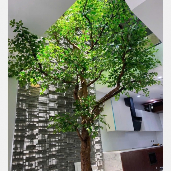 Cây Si Gỉa 01