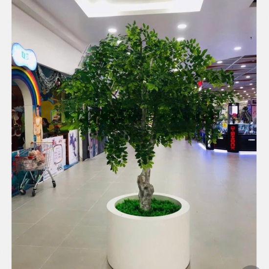 Cây Si Gỉa 01