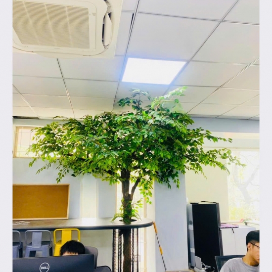 Cây Si Gỉa 01