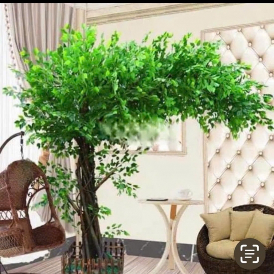 Cây Si Gỉa 01