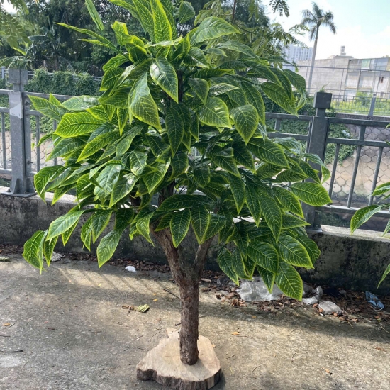 Cây Si Gỉa 01