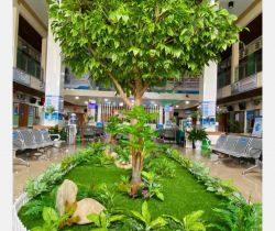 Cây Si Gỉa 02